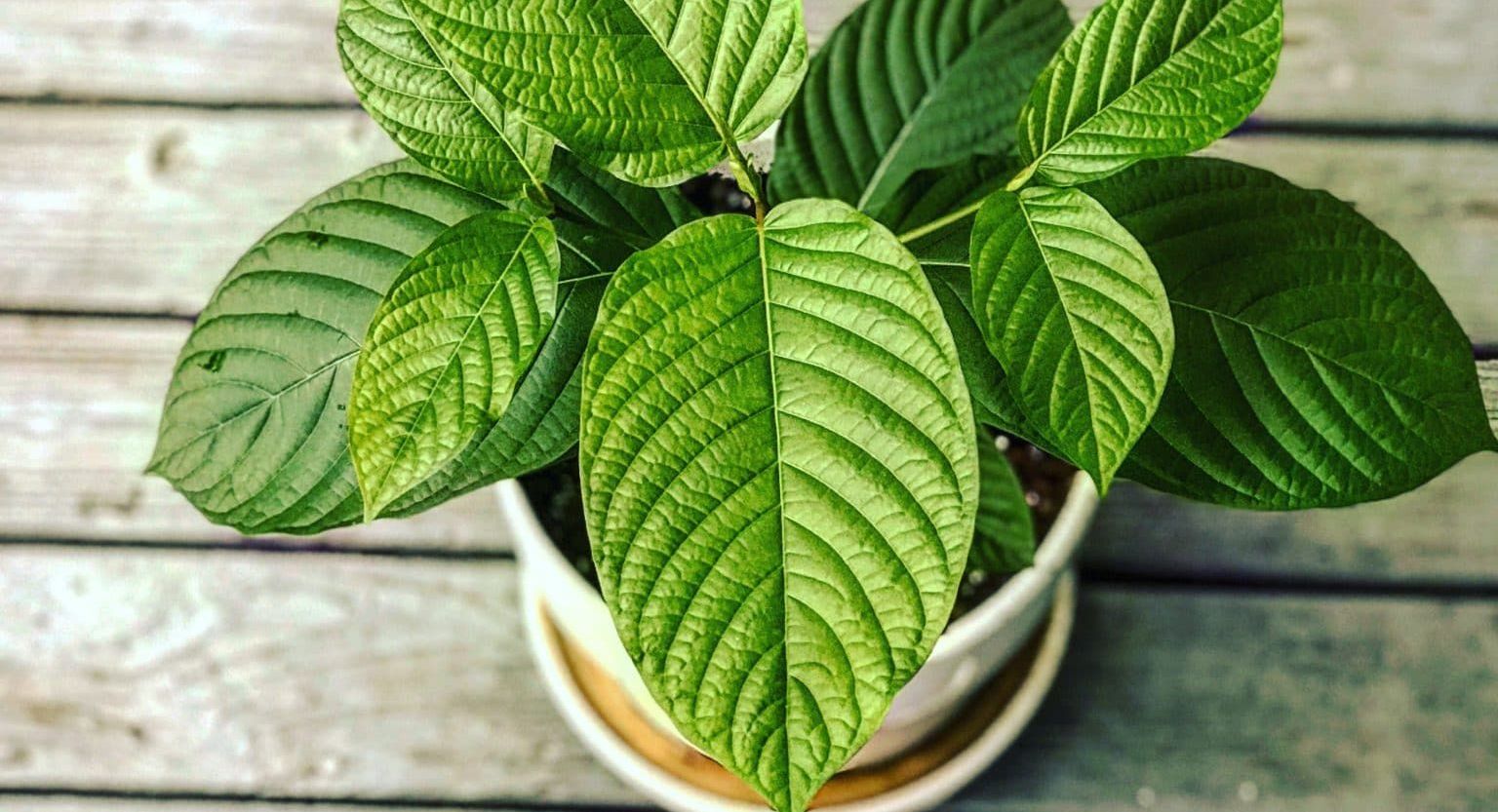 The Kava and Kratom Retailers Association Website Goes Live